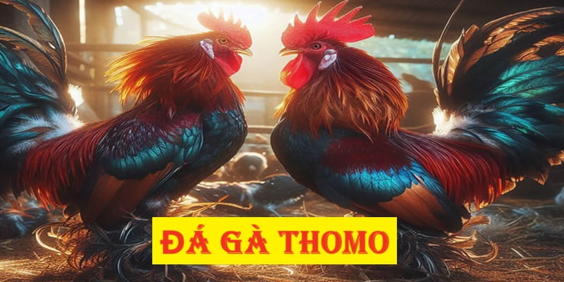 Tìm hiểu thế nào là đá gà Thomo? Tìm hiểu thế nào là đá gà Thomo?
