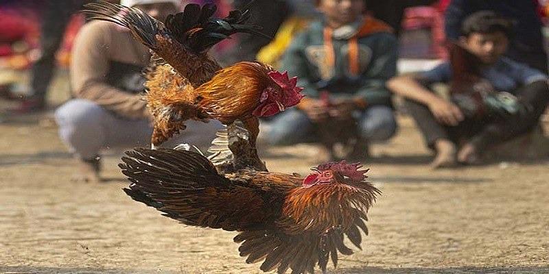 đá gà trực tiếp đá gà trực tiếp