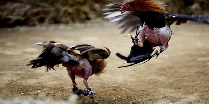 đá gà trực tiếp đá gà trực tiếp