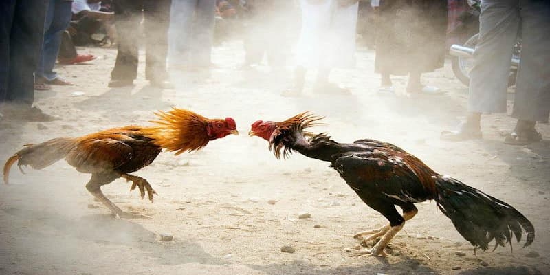 luật chơi đá gà luật chơi đá gà