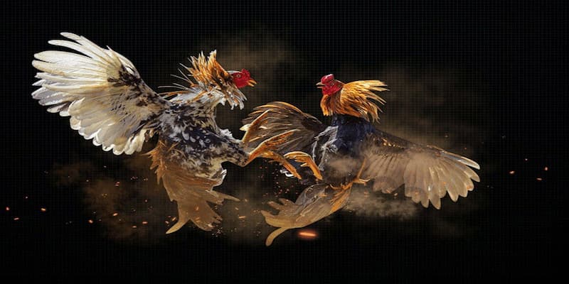 luật chơi đá gà luật chơi đá gà