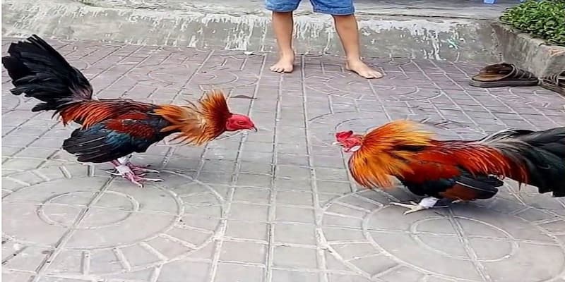 luật chơi đá gà luật chơi đá gà