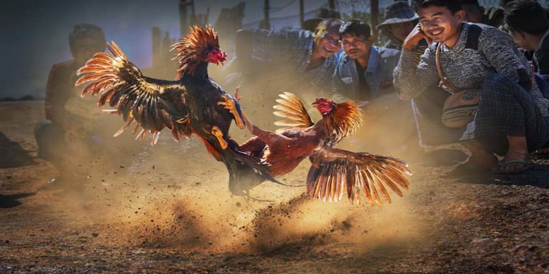 8kbet - Nhà cái đá gà thomo uy tín, chất lượng nhất trên thị trường 8kbet - Nhà cái đá gà thomo uy tín, chất lượng nhất trên thị trường